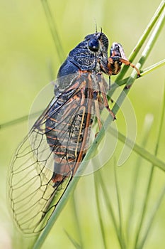 Cicada Cicadidae. Males chirp, or sing, mostly during the hottest time of the day. photo