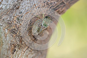 Cicada (Cicadidae) resting on the trunk of a tree. Macro photography