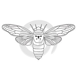 Cicada. Cicadidae. Sketch of cicada. cicada photo