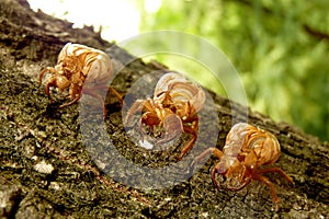 Cicada Cicadoidea CvrÄak