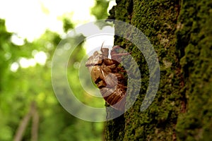 Cicada Cicadoidea CvrÄak