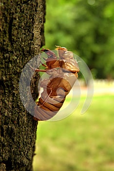 Cicada Cicadoidea CvrÄak