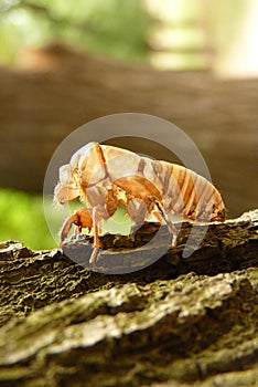 Cicada Cicadoidea CvrÄak