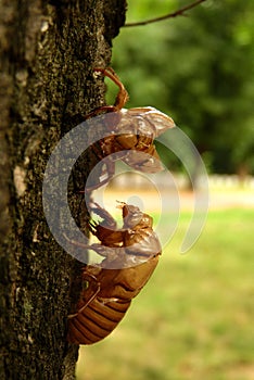 Cicada Cicadoidea CvrÄak