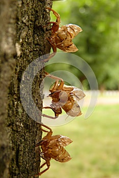 Cicada Cicadoidea CvrÄak