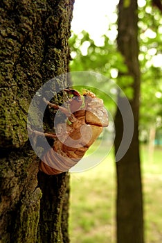 Cicada Cicadoidea CvrÄak