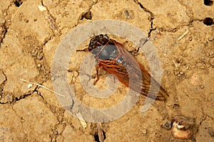 Cicada Cicadoidea CvrÄak