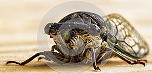 Cicada Close-Up