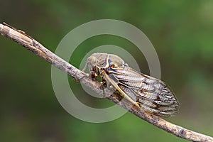 Cicada