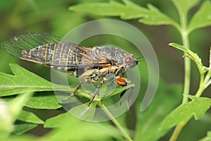 Cicada