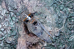 Cicada close up photo