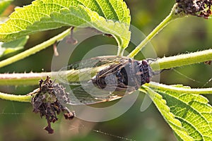 Cicada