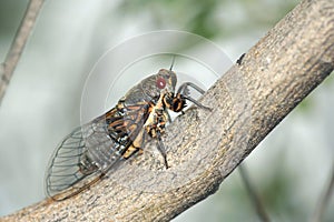 Cicada