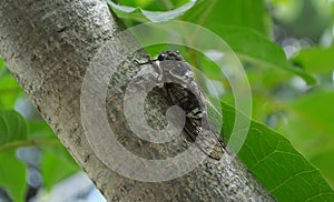 Cicada closeup