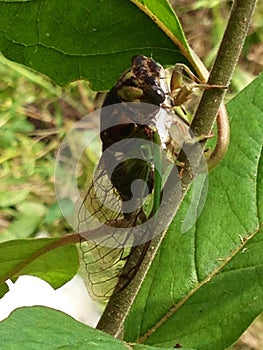 Cicada Closeup