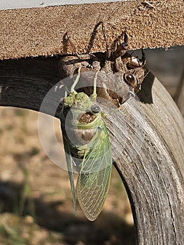Cicada shedding its shell