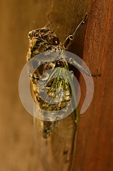 Cicada closeup showing big round brown eyes