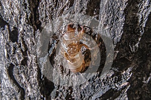 Cicada closeup