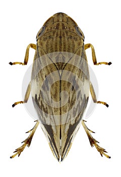 Cicada Clovia conifera photo