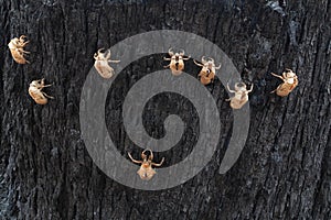 Cicada cocoons on burnt tree bark, Australian nature