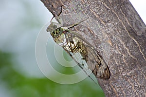 Cicada photo