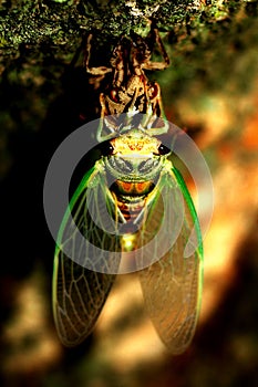 Cicada crawling out of its shell