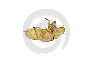 A cicada crust on white background