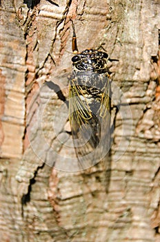 Cicada, Cryptotympana facialis