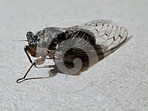 Cicada - detail of an insect living by the seaside