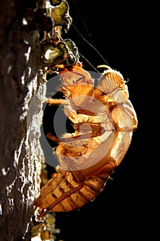 Cicada