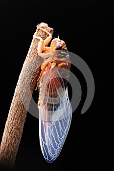 Cicada eclosion 10