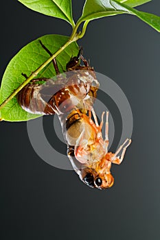 Cicada eclosion 2