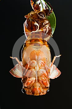 Cicada eclosion 3