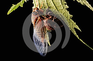 Cicada eclosion