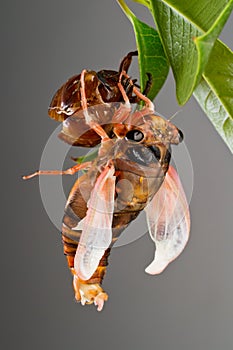 Cicada eclosion 4