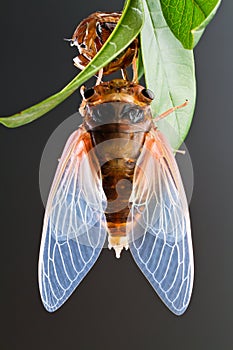 Cicada eclosion 5