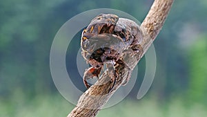 Cicada eclosion photo