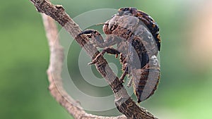 Cicada eclosion photo