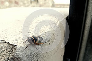 Cicada in El Paso, Texas