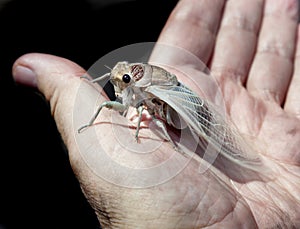 cicada emerges after hibernation