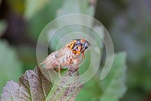 Cicada Emerges from its Shell