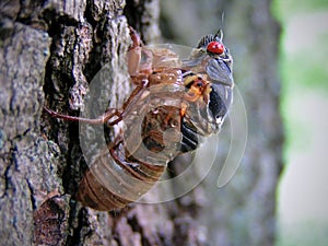 Cicada Emerging from Cacoon