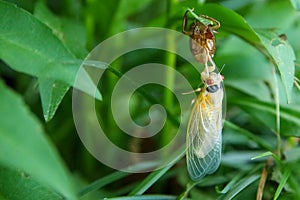 Cicada emerging from exoskeleton on green leaf.