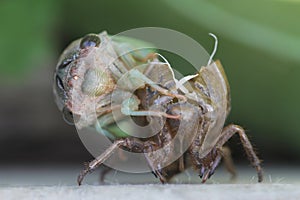 Cicada Emerging From Shell 2 - Magicicada