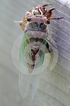 Cicada Emerging From Shell 3 - Magicicada