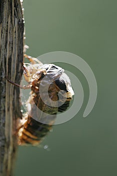 Cicada Emerging From Shell 5 - Magicicada