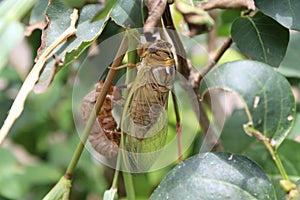 Cicada after emerging from shell