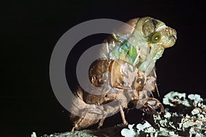 Cicada emerging from shell