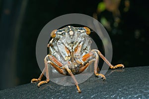 Cicada en face 2