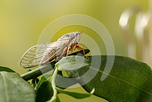 Cicada Euryphara, known as european Cicada, sitting on a twig with a green background. photo